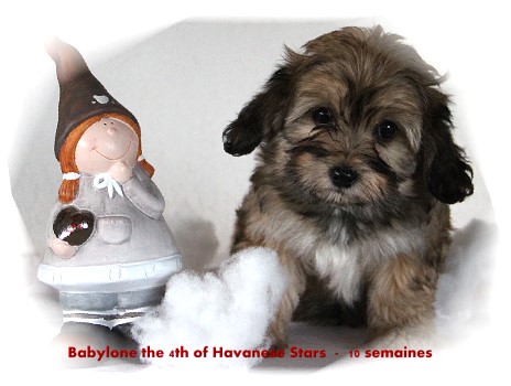 bichon havanais chiot femelle of Havanese Stars - Marguerite Seeberger