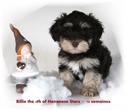 Havaneserbaby Havana brown of Havanese Stars - Marguerite Seeberger