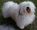 bichon havanais