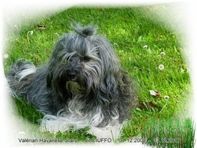 Valrian dit Chiuffo of Havanese Stars - Marguerite Seeberger Havaneser und Bologneser bichons