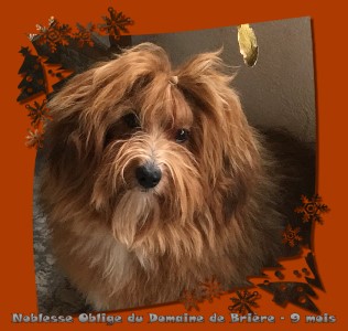 bichon havanais fauve et rouge mle Elevage Havanese Stars - Marguerite Seeberger