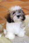 Corwinn  4 1/2 mois bichon havanais  Havaneser