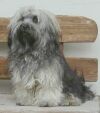 Xander  11 mois  bichon havanais  Havaneser