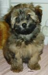 Exel the Sixth Sense of Havanese Stars  11,5 semaines bichon havanais  Havaneser