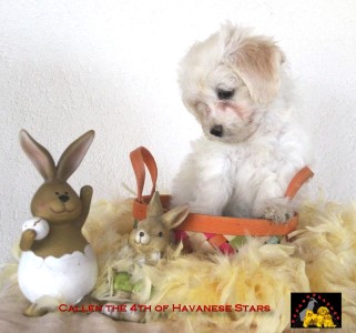 bichons havanais  vendre Havanese puppies Havanese Stars M. Seeberger