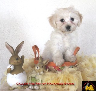 bichons havanais  vendre Havanese Stars Marguerite Seeberger Switzerland