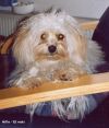 Alfred dit Alfie Havanese Stars  bichon havanais  Havaneser