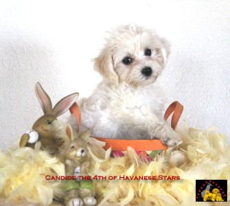 chiots bichon havanais  vendre Marguerite Seeberger