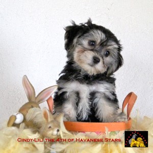 bichon Havanais of Havanese Stars