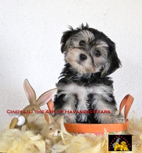 Havaneser Welpe Havanese Stars Switzerland M. Seeberger