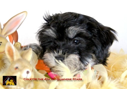 chiots bichons havanais Havanese Stars M. Seeberger