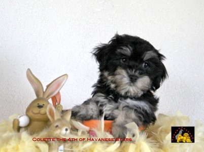 bichon havanais Havanese Stars puppy