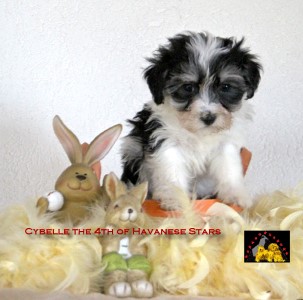 Havaneserwelpen Havanese Stars Marguerite Seeberger