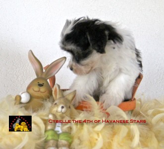 bichon havanais Havanese Stars Marguerite Seeberger puppy