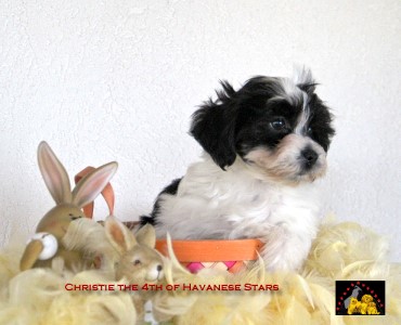 bichons havanais, Havaneser welpen puppies Havanese Stars Marguerite Seeberger