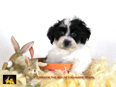 bichons havanais Havanese Stars Marguerite Seeberger