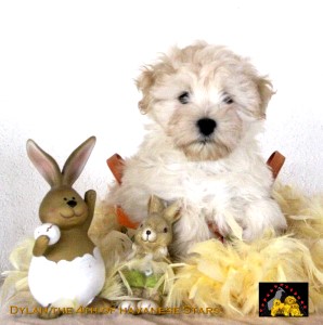 bichon havanais Havaneser Havanese Stars Marguerite Seeberger