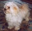 Alfie Havanese Stars  12 mois
