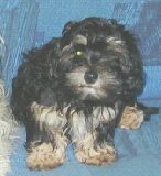 Darleen Jolly Jocker Havanese Stars dite Paloma