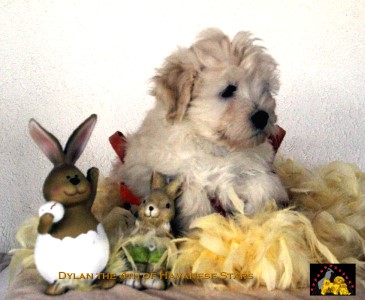 puppy havanese Havaneser bichon Havanese of Havanese Stars