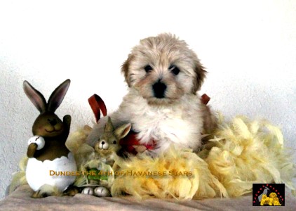 chiot bichon Havanais Havanese Stars Marguerite Seeberger
