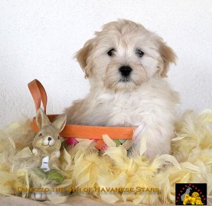 bichon havanais Havanese Stars Marguerite Seeberger