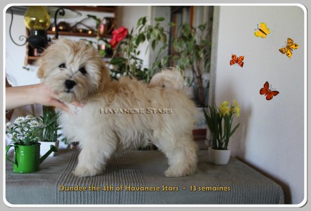 bichon havanais Dundee mâle 3 mois Havanese Stars