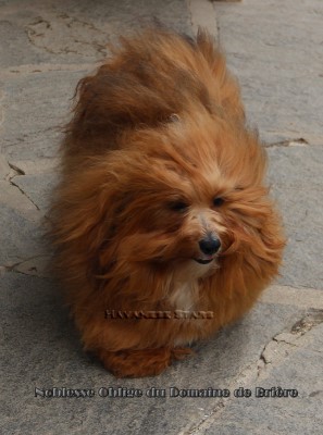 Havaneser Deckrde by Havanese Stars Marguerite Seeberger