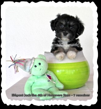 Havaneser Welpe of Havanese Stars Marguerite Seeberger Switzerland