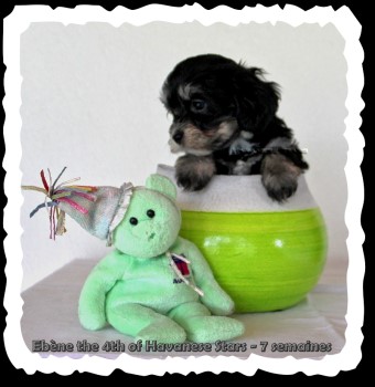 chiot bichon havanais - havanese puppy - havaneser Welpe