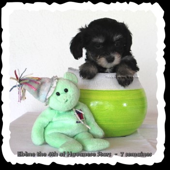 Ebne the 4zh of Havanese Stars - Marguerite Seeberger