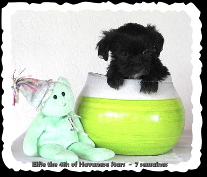 chiots bichon havanais levage Havanese Stars M. Seeberger