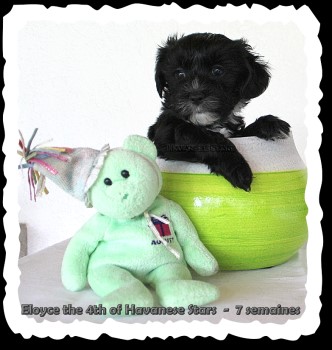 bichon havanais chiot of Havanese Stars M. Seeberger
