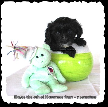 Havanese puppy of Havanese Stars Marguerite Seeberger