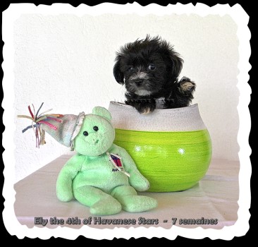 Havaneser Welpe of Havanese Stars - Marguerite Seeberger