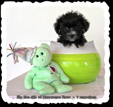 Havaneser Welpen chiots bichons havanais havanese puppies