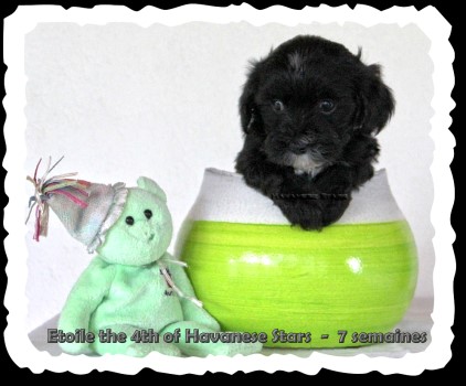 chiot bichon havanais of Havanese Stars Marguerite Seeberger