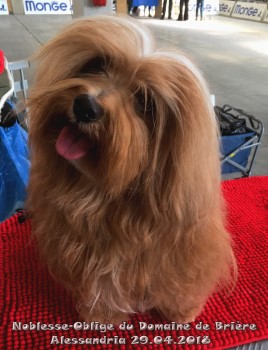 bichon havanais mle fauve-rouge Elevage Havanese Stars - Marguerite Seeberger