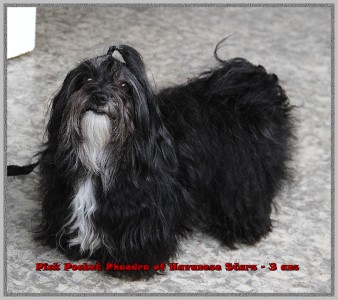 pick pocket Phaedra of Havanese Stars - bichon havanais Marguerite Seeberger