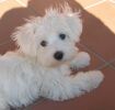 Camil Jolly Joker Havanese Stars, dit Spooky bichon havanais  Havaneser