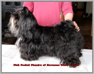 femelle noire bichon havanais of Havanese Stars - Marguerite Seeberger