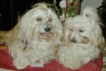 Havanese Stars pre et fille (Elton John et Utopie)