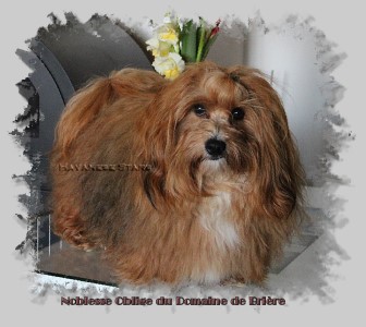 bichon havanais mle rouge charbonn  Havanese Stars M. Seeberger