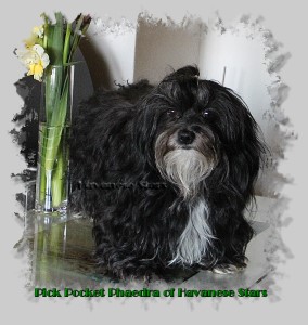 Havanese Stars femelle noire marque blanches