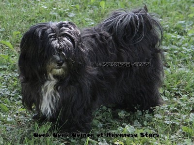 bichon havanais femelle noire plastron blanc of Havanese Stars