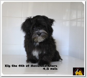 bichon havanais mle noir plastron blanc of Havanese Stars
