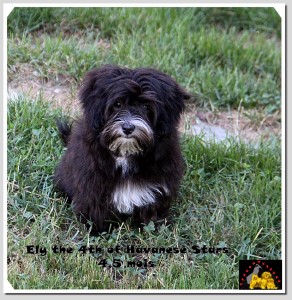 mle Havanais of Havanese Stars - Marguerite Seeberger