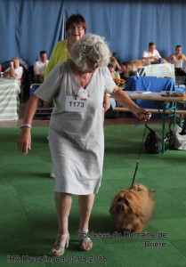 bichon havanais fauve-rouge charbonn - Havanese Stars