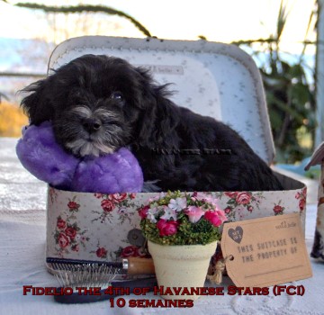 bichon havanais puppy chiot Zucht Havanese Stars