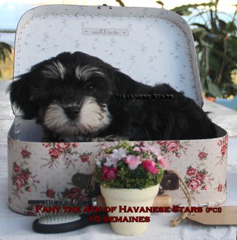 bichons havanais Havanese Stars - M. Seeberger